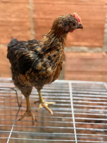 Frangos de galinha caipira.