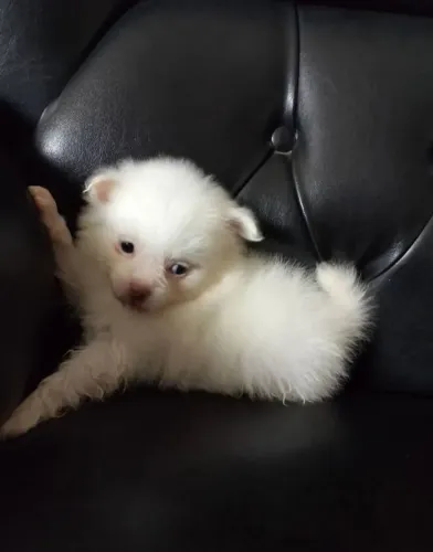 Lulu da Pomerânia