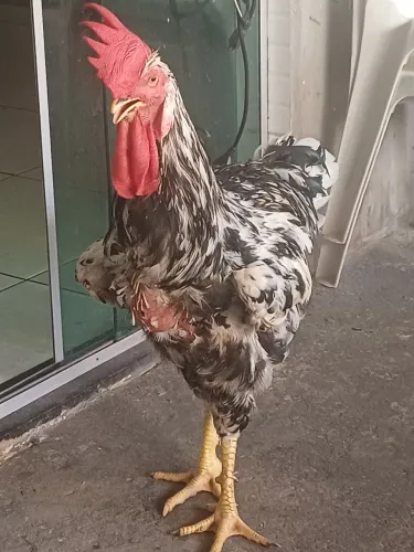 GALO GSB