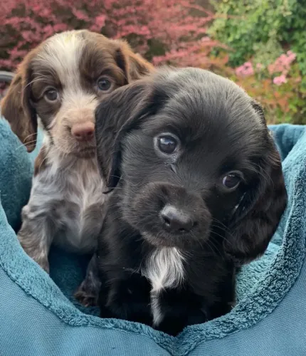Cocker spaniel vacinado