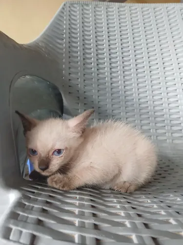 Gatinha pra Doação 