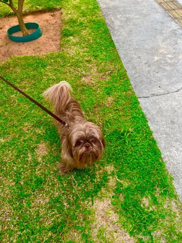 Shih Tzu macho disponível para cruza - Natal/RN
