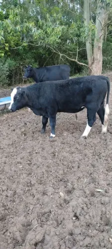 Terneiro