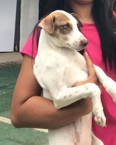 Cadela doação 