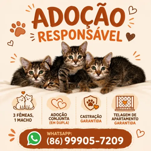 Adoção de gatinhos