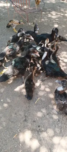 Vendo Pato