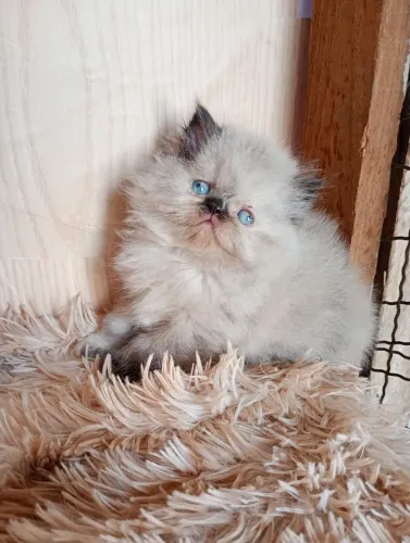 Gatinha persa femea 