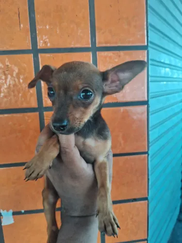 Pinscher macho