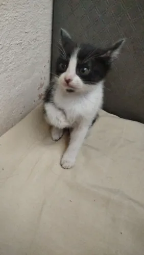 Gatinhos para adoção