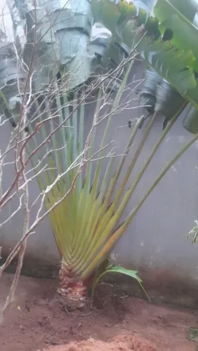 Palmeira ravenala adulta grande 