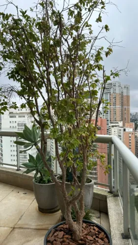 Jabuticabeira Adulta Híbrida 2.70m