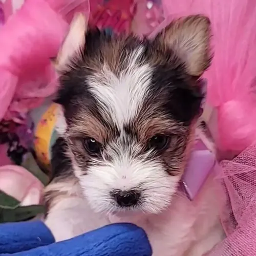 Yorkshire Terrier Biewer/ A alegria da casa em dose mini