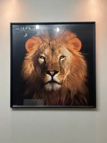 Quadro Leão