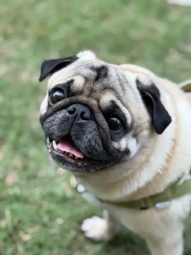 PROCURO PUG FEMÊA PRETA PARA CRUZAR