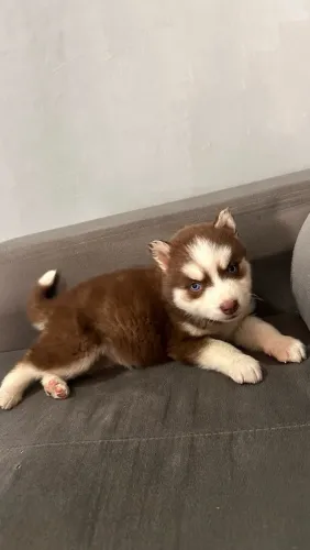 Filhote de husky siberiano 