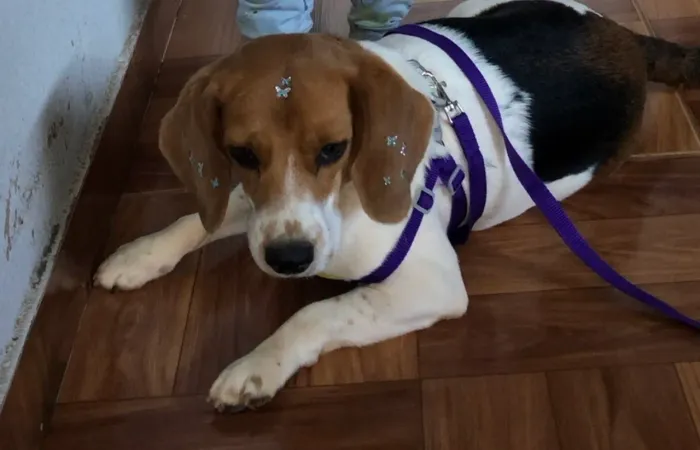 Cachorra beagle