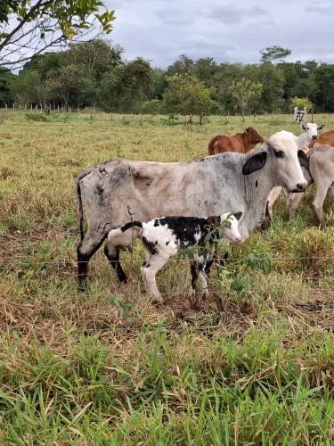 Vaca leiteira,parida a venda 