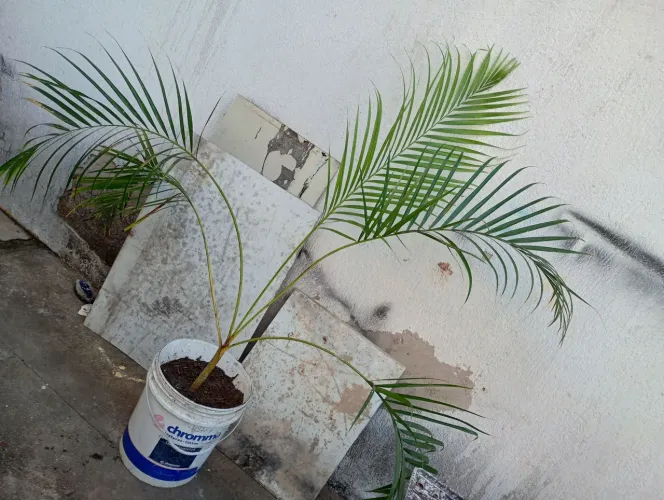 Vendo pé de coqueiro r$ 50 a muda para enfeite é muda verdadeira