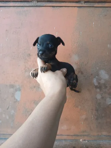 Pinscher N°1 Casal disponíveis  raça pura. 