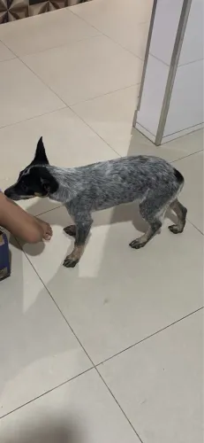 Vendo blue Heeler 3 meses 