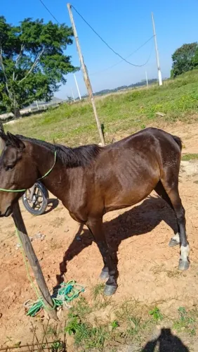 Cavalo 