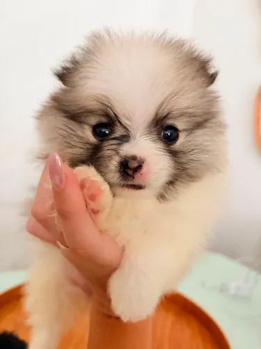 Filhote lulu da Pomerânia 