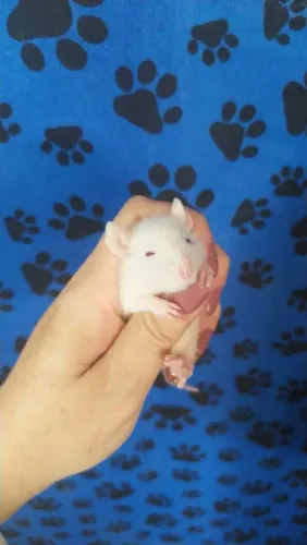 Ratos e Camundongos