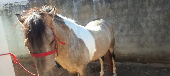 Cavalo Manga Larga Machador