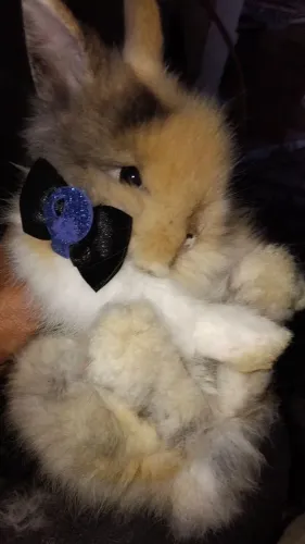 Mini coelho teddy dwerg