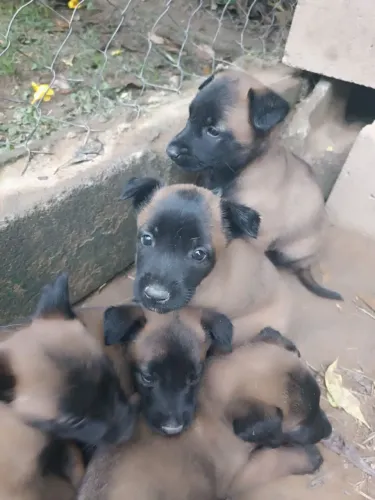 Filhotes de Pastor malinois 