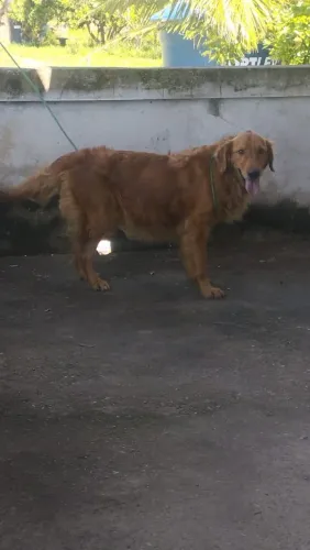 Golden retriever de 11 meses à venda 3000