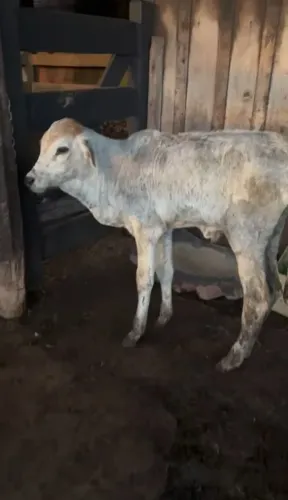 Bezerro nelore de mamadeira