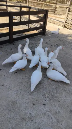 Patos