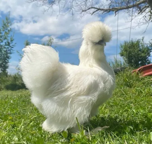 Ovos de sedosa do Japão branca