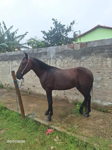 Mangalarga marchador