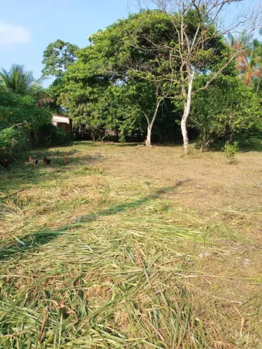 Terreno em pau darco