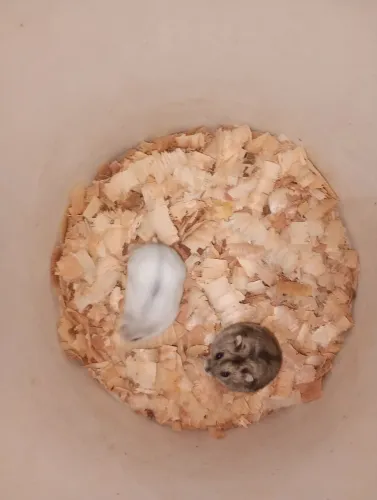 Hamster