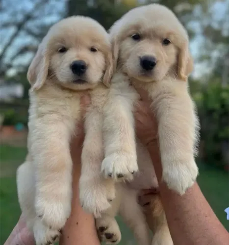 Golden Retriever Macho ou Fêmea
