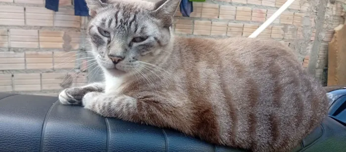 GATO(MACHO) CASTRADO(GORDO) DISPONÍVEL PRA DOAÇÃO.