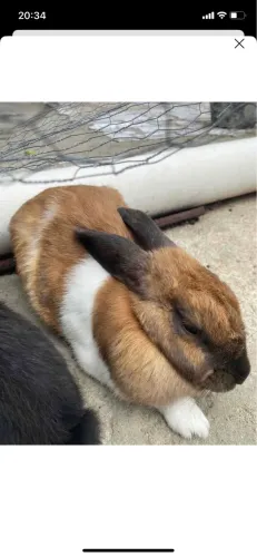 Vende-se Coelha adulta 