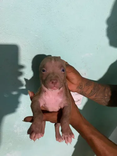 Vendo filhotes de pitbull rod nose 