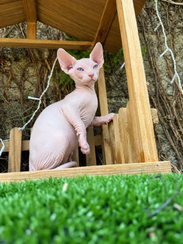 Filhotes de Sphynx Macho 