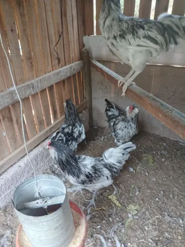 VENDO CASAL DE AMERAUCANA SPLASH