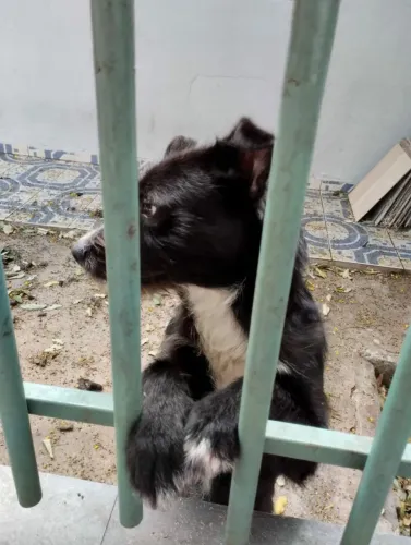 Doação de Cachorro filhote
