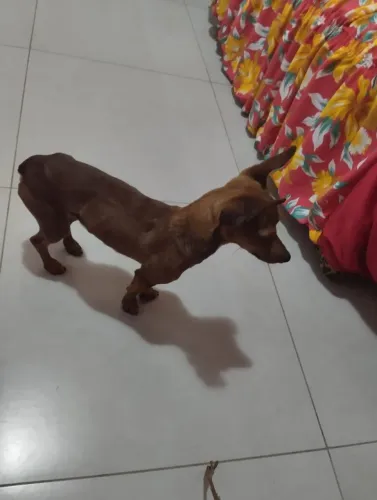 Vendo 