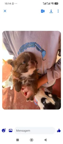 Shihtzu 
