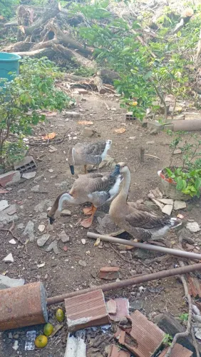 Ganso africano 01 macho e 02 fêmea já pono
