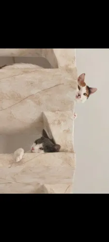 ADOÇÃO RESPONSÁVEL