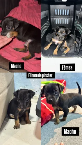 Filhotes de pinscher