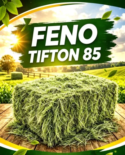 Mudas De Feno Tifton-85